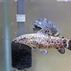 熱帯魚　ヨロイナマズの画像