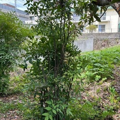 南天　ガーデニング　植栽