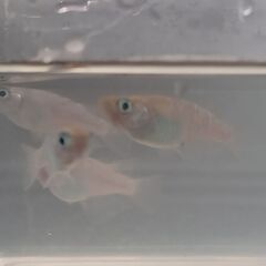 メダカ　　　スズラン　　５匹