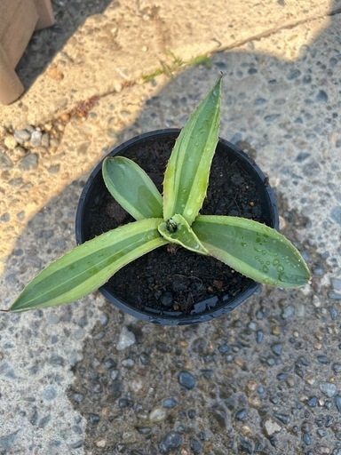 アガベ　オバティフォリア　キラー⚡︎