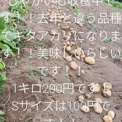 じゃがいも　キタアカリ　1キロ50円〜
