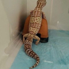 ヒョウモントカゲモドキ