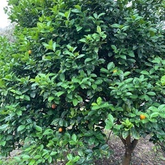 きんかん　植栽　ガーデニング