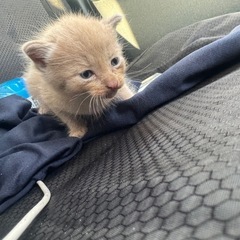 子猫を拾いました。