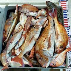 ◆釣友募集中②🐠🐠🐠