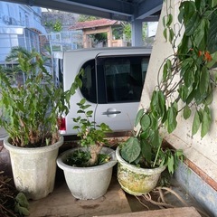 鉢入り　ブーゲンビリア、ドラゴンフルーツの画像