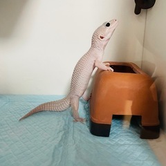 ヒョウモントカゲモドキ ブリザード