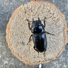 美形‼️R7㉑能勢オオクワガタ77mmトリオ♀2匹‼️の画像