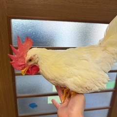ニワトリ　生後6〜8ヶ月　オス 3匹