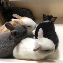 5/18生まれの子うさぎ🐰
