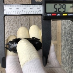 能勢YG血統 国産オオクワガタ 使用済♀1頭 52.9㎜の画像