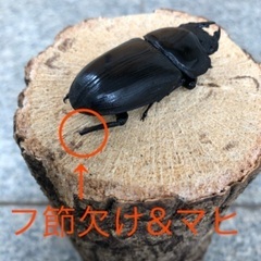 能勢YG血統 国産オオクワガタ 使用済♀1頭 52.9㎜の画像