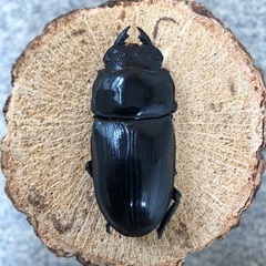 能勢YG血統 国産オオクワガタ 使用済♀1頭 52.9㎜の画像