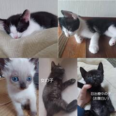 子猫の里親さん募集します！