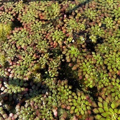 【Jonnobi.】 水草　ウォーターダイヤ　の画像