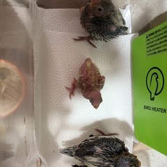 オカメインコ雛(ノーマル)