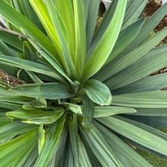 アツバキミガヨシランの画像