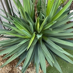 アツバキミガヨシランの画像