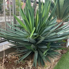 アツバキミガヨシラン
