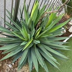 アツバキミガヨシランの画像