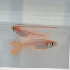 ‼️‼️‼️👑自慢の極上メダカの有精卵👑‼️‼️ワンコイン‼️‼️‼️