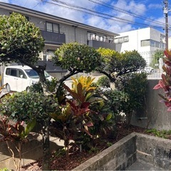 黒木の画像