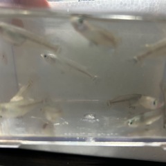メダカ雑種(他の投稿と一緒なら ０円)の画像