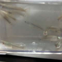 メダカ雑種(他の投稿と一緒なら ０円)の画像
