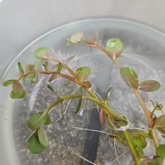 ロタラ 10cm10本 (水上葉)