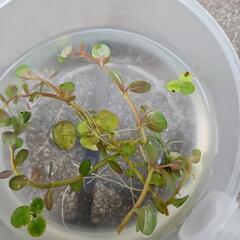 ロタラ 10cm10本 (水上葉)の画像