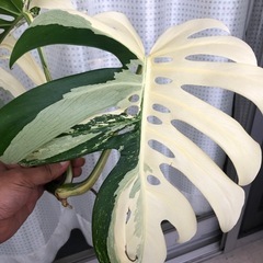斑入りモンステラ２本セット　トップカットの画像