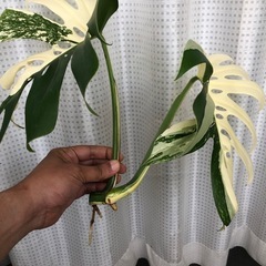斑入りモンステラ２本セット　トップカット
