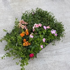 花苗差し上げます！(日々草、ブラキカムなと)