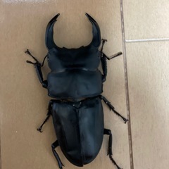 能勢産SR血統♂90㎜×♀58㎜訳ありの画像