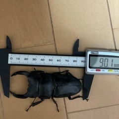 能勢産SR血統♂90㎜×♀58㎜訳ありの画像