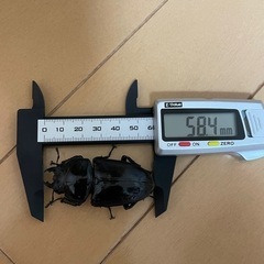能勢産SR血統♂90㎜×♀58㎜訳ありの画像