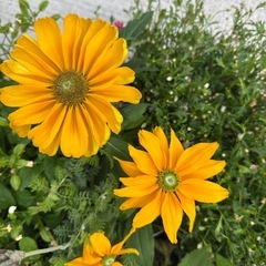 花苗差し上げます！(ルドベキア、ブラキカム、ペンタスなど)の画像