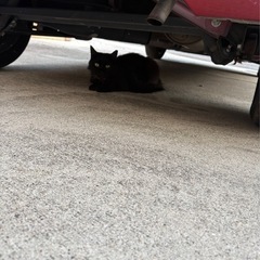 迷い猫
