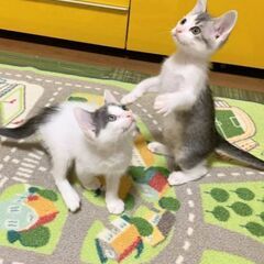 6月28日（土）三鷹で猫の譲渡会🪂🩷☄️babybaby子猫だら...