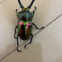 ニジイロクワガタ♂9頭の画像