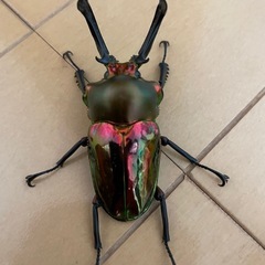 ニジイロクワガタ♂9頭の画像