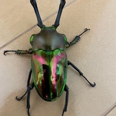 ニジイロクワガタ♂9頭の画像