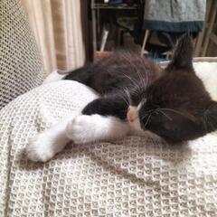 急募😿子猫を保護しました。