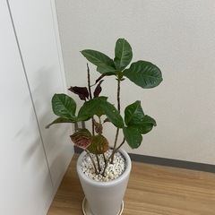 観葉植物（本物）鉢付き｜高さ約100cmの画像
