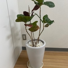 観葉植物（本物）鉢付き｜高さ約100cmの画像