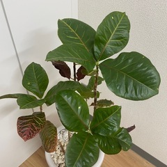 観葉植物（本物）鉢付き｜高さ約100cmの画像