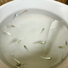 【決まりました】ミックスメダカ15匹程度