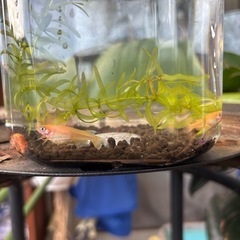 楊貴妃メダカ飼育セット✨容器＋水草＋ペア＋ラムズボーンの画像