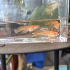 松井ヒレ長メダカ飼育セット✨容器＋水草＋ペア＋ラムズボーン