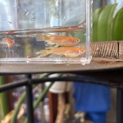 松井ヒレ長メダカ飼育セット✨容器＋水草＋ペア＋ラムズボーンの画像